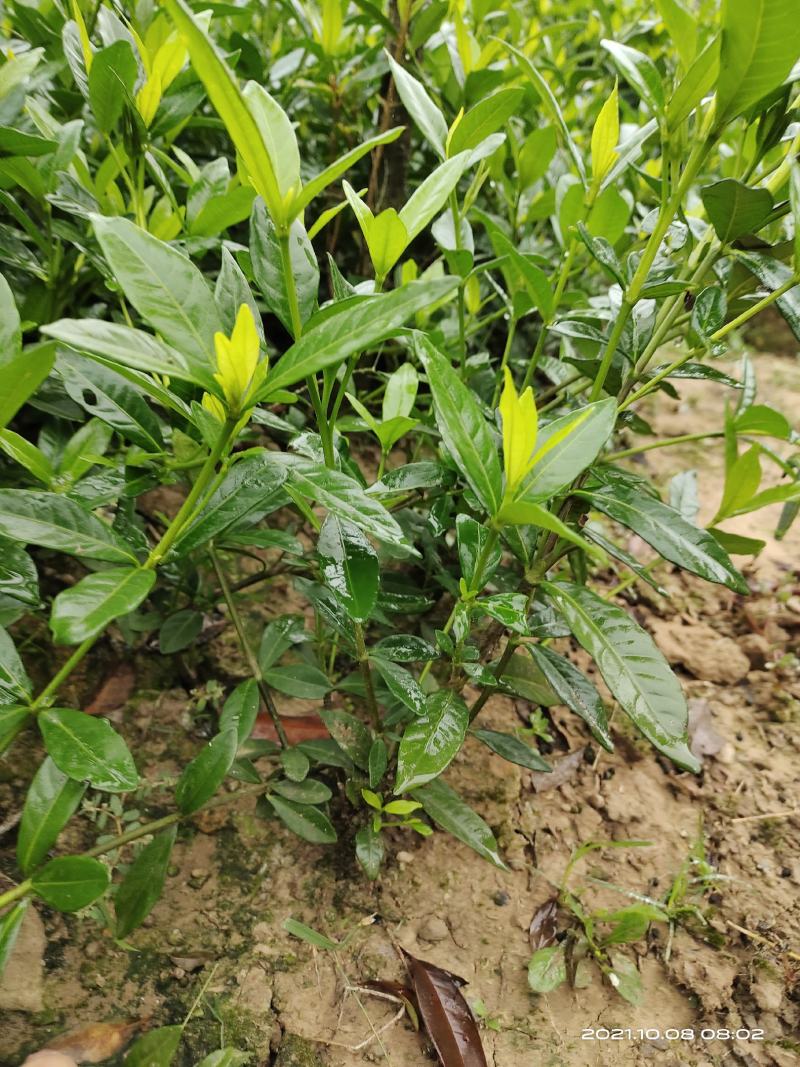 小叶栀子花，罗汉栀常年大量销售各种绿化苗木