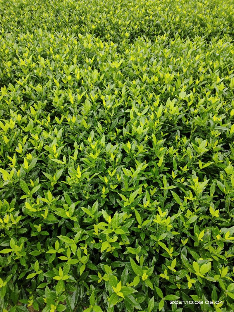 小叶栀子花，罗汉栀常年大量销售各种绿化苗木