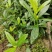 小叶栀子花，罗汉栀常年大量销售各种绿化苗木