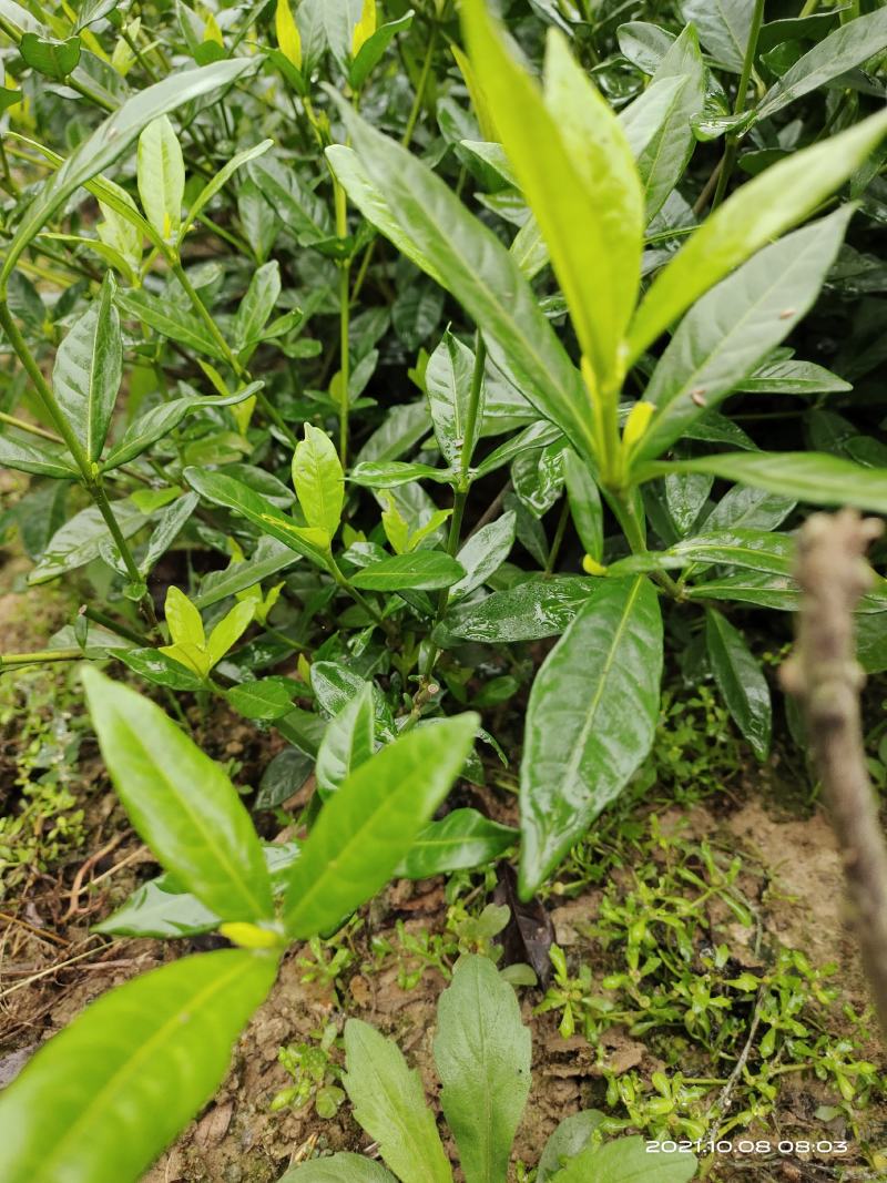 小叶栀子花，罗汉栀常年大量销售各种绿化苗木