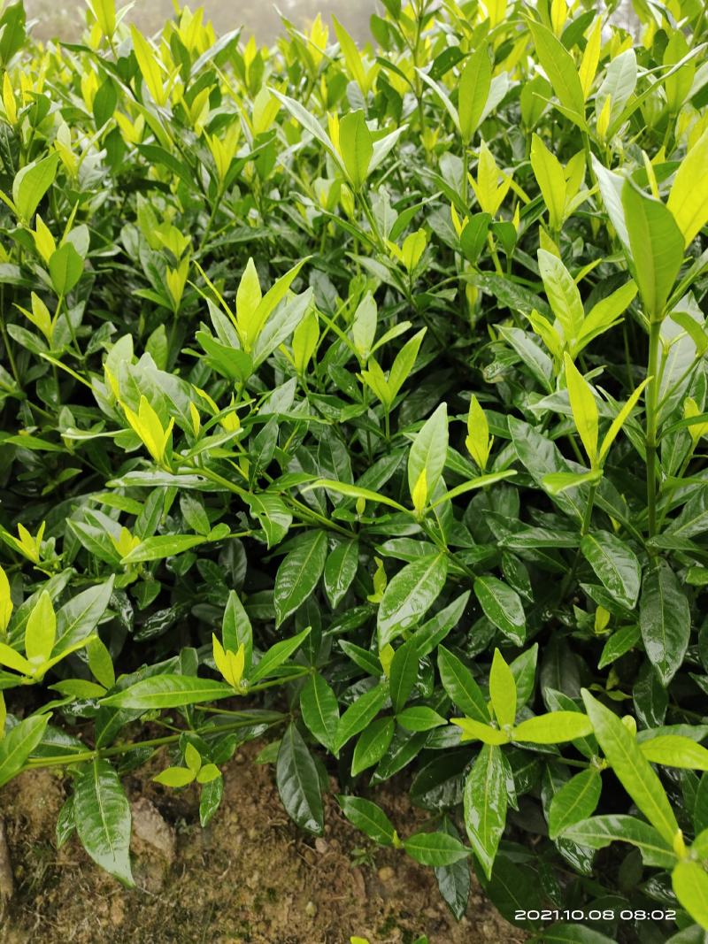 小叶栀子花，罗汉栀常年大量销售各种绿化苗木
