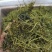绞股蓝平利野生绞股蓝茶三高茶一斤包邮到家