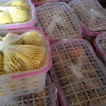 桂林特产脆柿