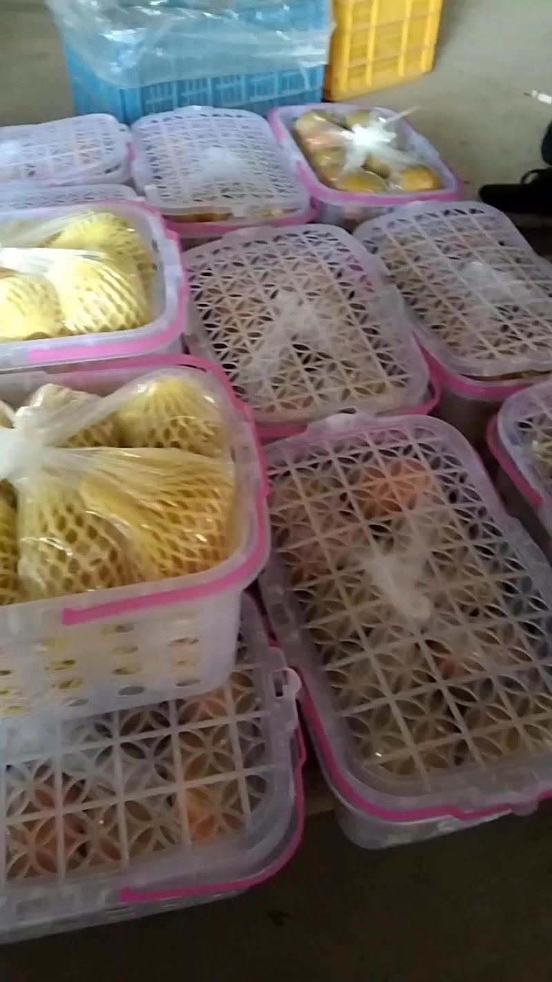 桂林特产脆柿
