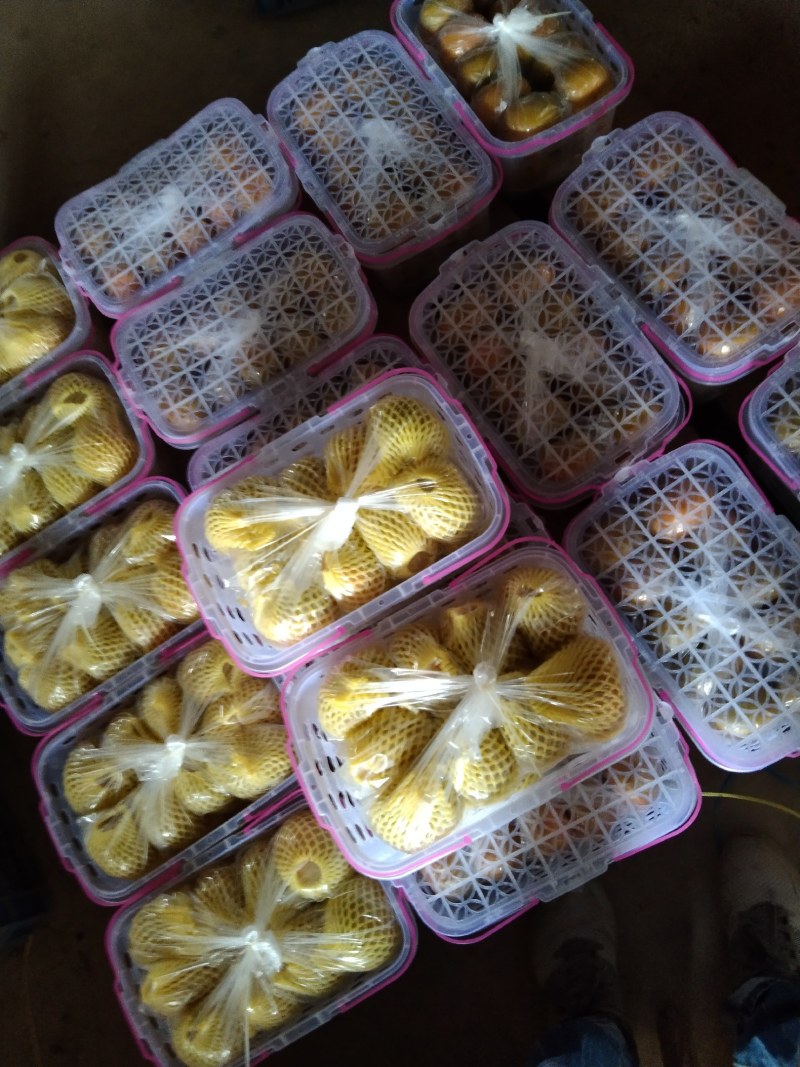桂林特产脆柿