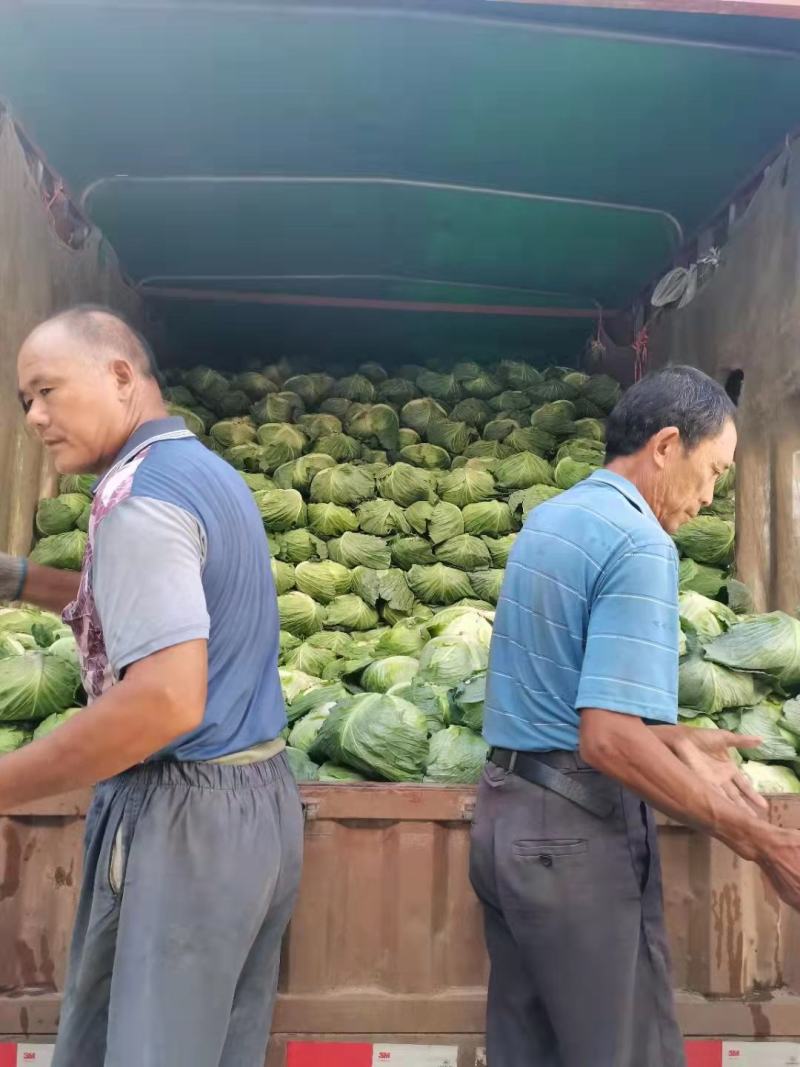 湖北平包扁包菜，产地直供，海量供货，欢迎采购