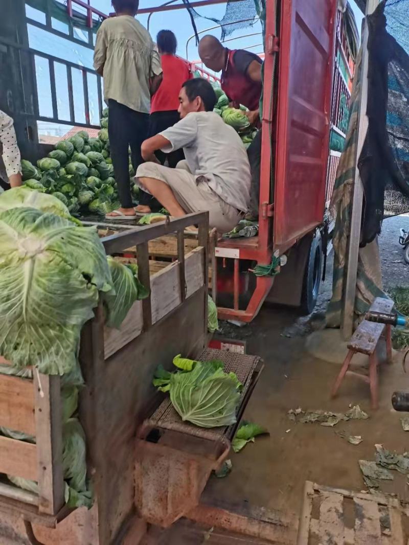 湖北平包扁包菜，产地直供，海量供货，欢迎采购