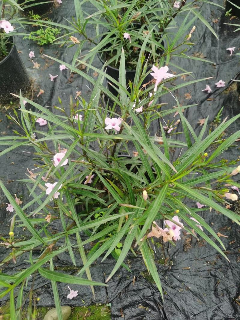 四川成都温江区苗圃基地货源充足诚翠芦莉，质量保证欢迎咨询