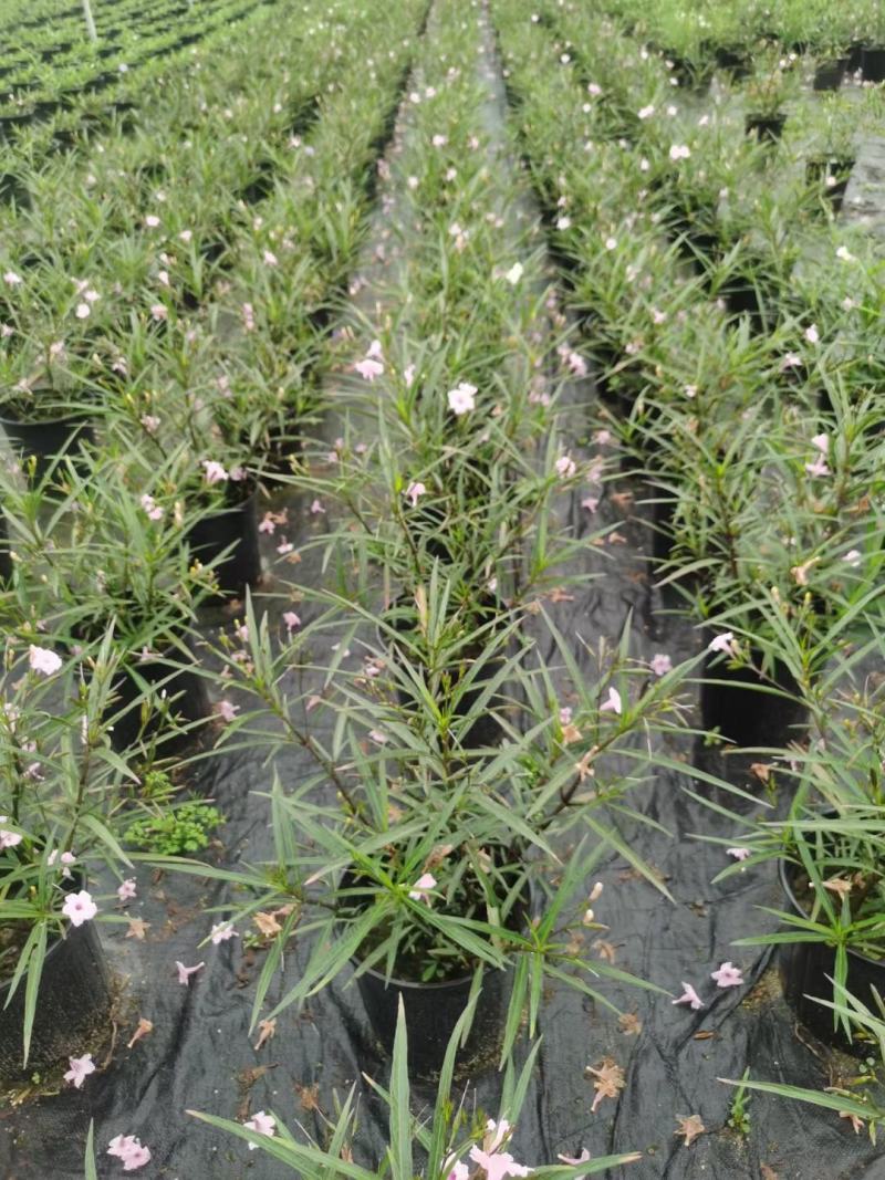 四川成都温江区苗圃基地货源充足诚翠芦莉，质量保证欢迎咨询