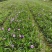 四川成都温江区苗圃基地货源充足诚翠芦莉，质量保证欢迎咨询