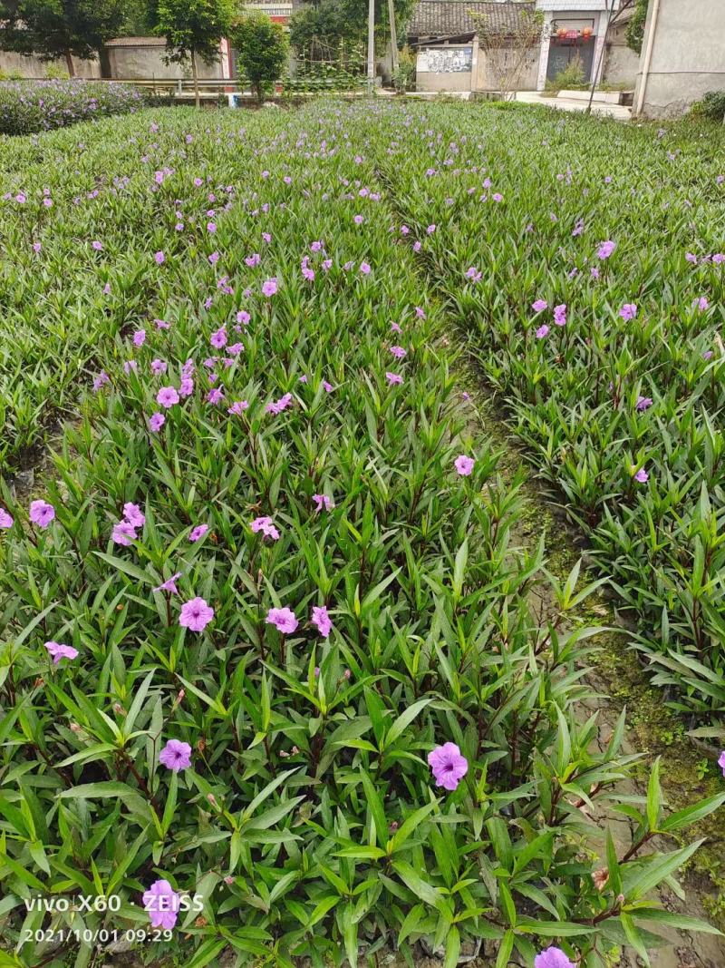 四川成都温江区苗圃基地货源充足诚翠芦莉，质量保证欢迎咨询