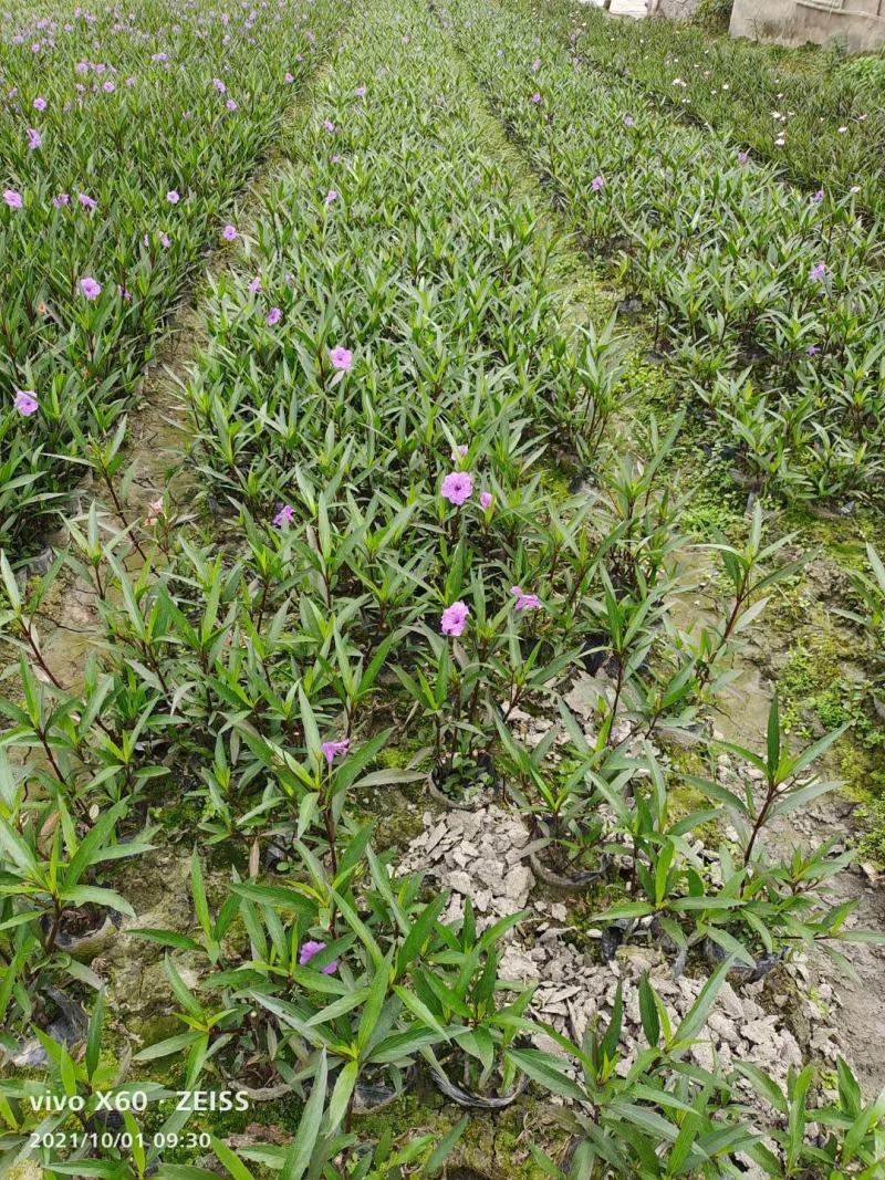 四川成都温江区苗圃基地货源充足诚翠芦莉，质量保证欢迎咨询
