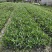四川成都温江区苗圃基地货源充足诚翠芦莉，质量保证欢迎咨询