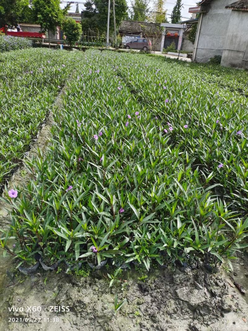 四川成都温江区苗圃基地货源充足诚翠芦莉，质量保证欢迎咨询
