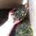 土山茶潮汕高山茶大坪土山茶诏安汀洋八仙茶惠来土山茶高山茶