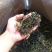 土山茶潮汕高山茶大坪土山茶诏安汀洋八仙茶惠来土山茶高山茶