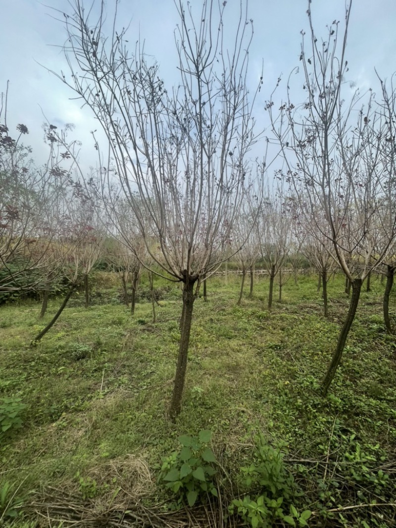 美国红枫，3到5公分，秋火焰，红点红枫都有，小规格
