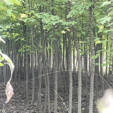 美国红枫，3到5公分，秋火焰，红点红枫都有，小规格
