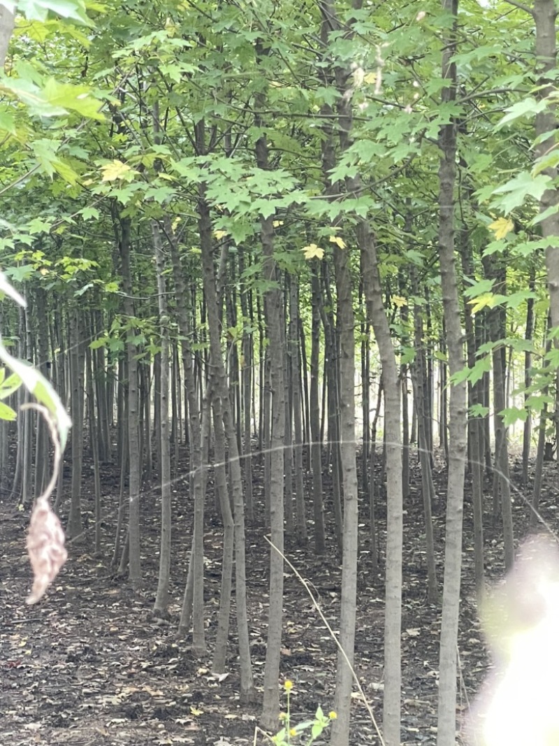 美国红枫，3到5公分，秋火焰，红点红枫都有，小规格