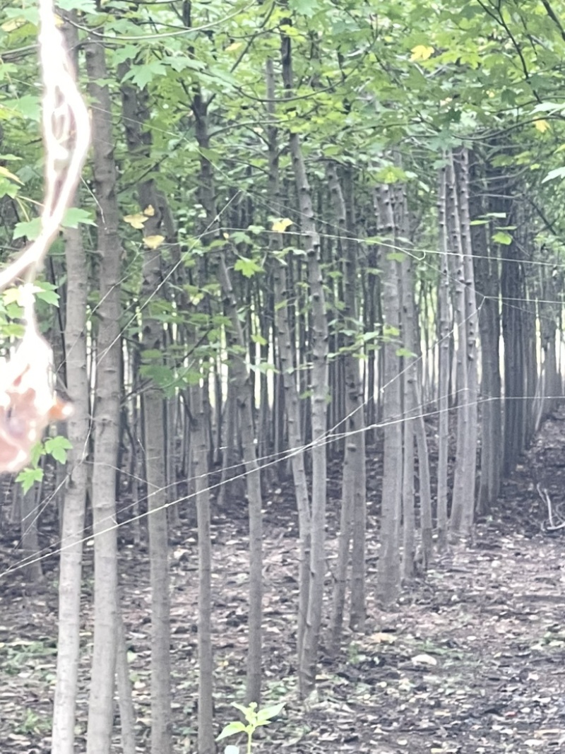 美国红枫，3到5公分，秋火焰，红点红枫都有，小规格