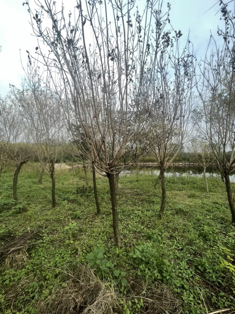 美国红枫，3到5公分，秋火焰，红点红枫都有，小规格
