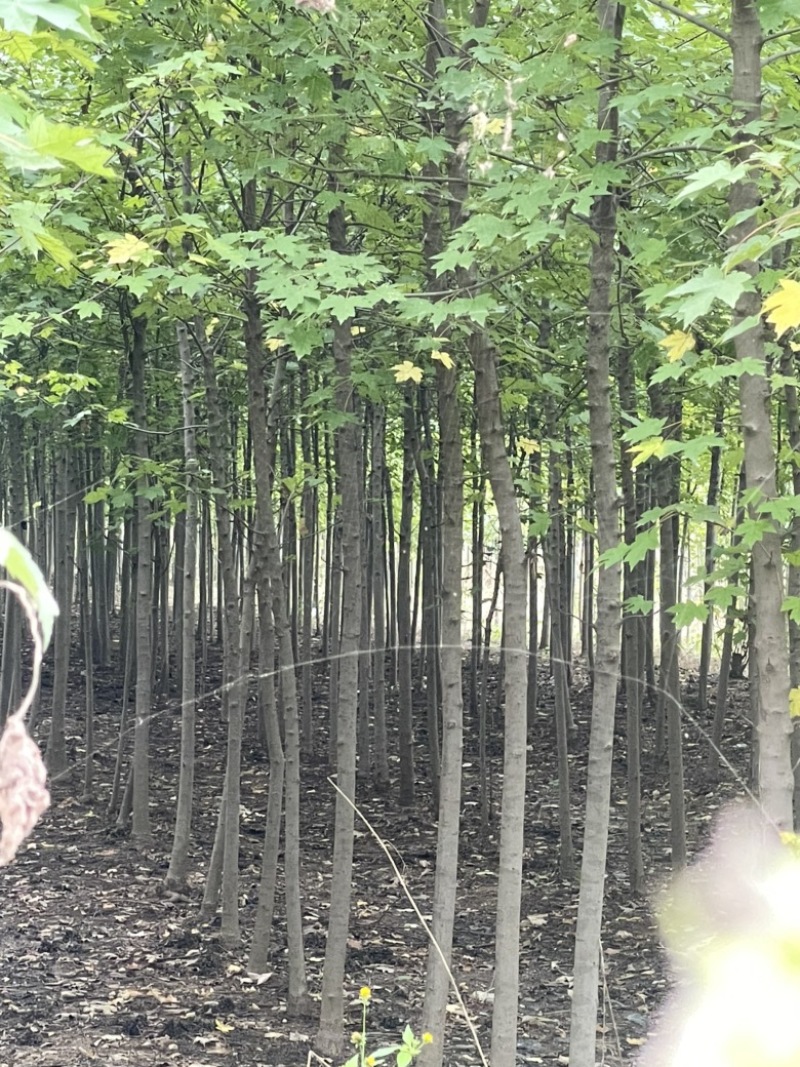 美国红枫，3到5公分，秋火焰，红点红枫都有，小规格