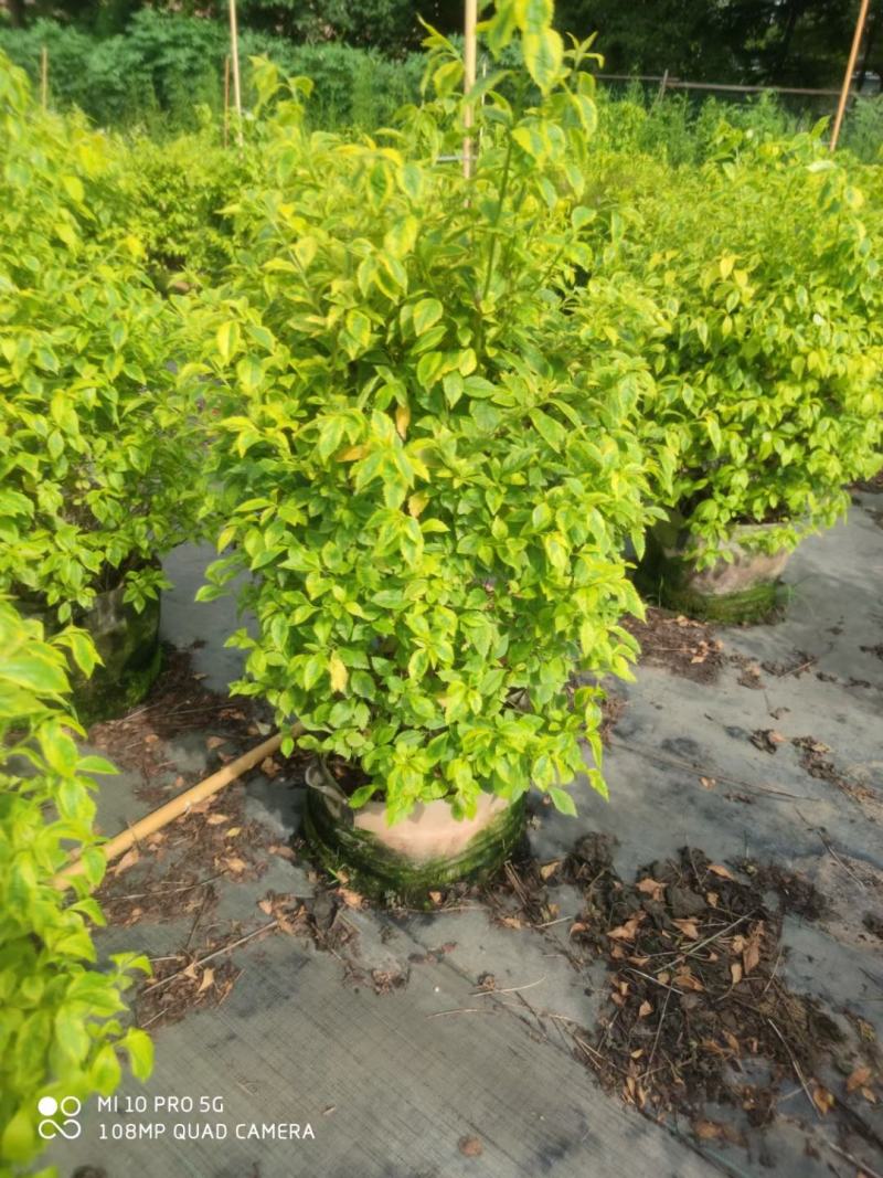 四川成都温江区苗圃基地货源充足金叶连翘，质量保证欢迎咨询