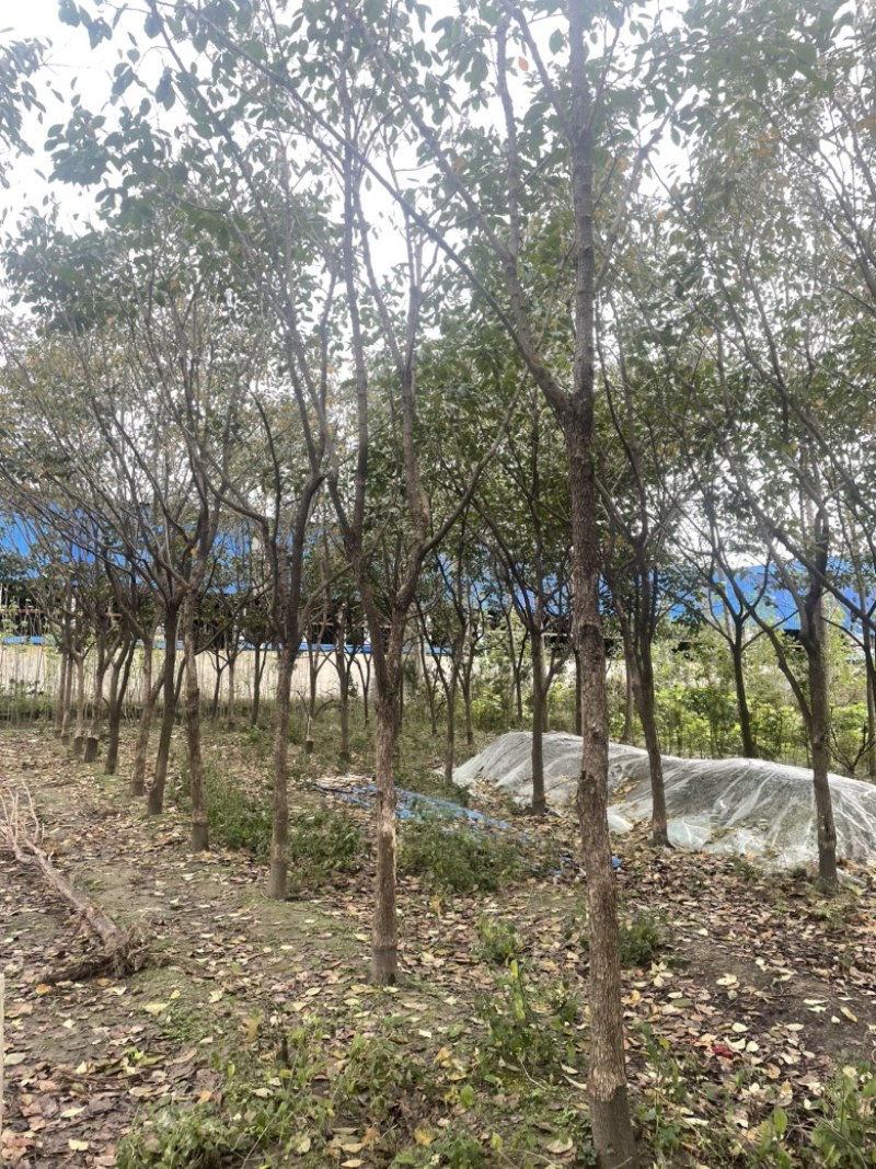 高杆柿子树，分支1到2.2米，10到15公分