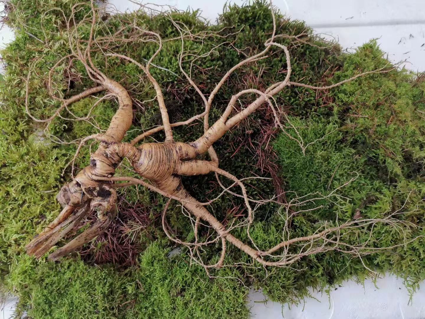 六年林下参生长在密林深处,周围植被茂密,阳光透过树冠洒落 林下参生长环境