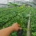 四川成都温江区苗圃基地货源充八个金盘，质量保证，货源充足