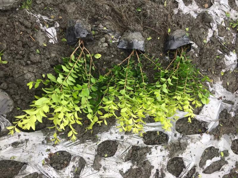 四川成都温江区苗圃基地货源充足诚金叶女贞规格齐全自产自销