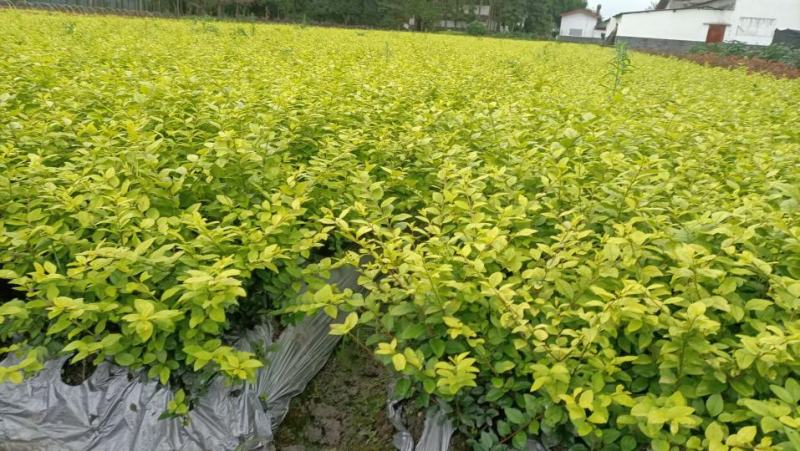 四川成都温江区苗圃基地货源充足诚金叶女贞规格齐全自产自销
