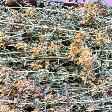 贯叶连翘