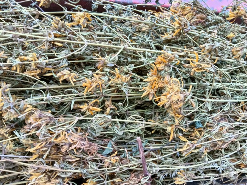 贯叶连翘