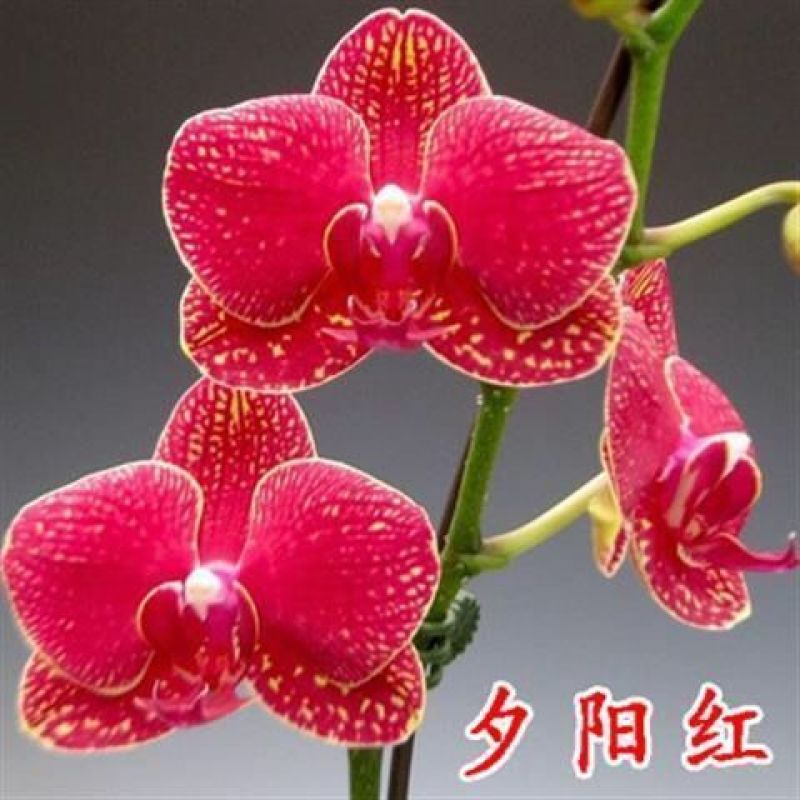 精品大花蝴蝶兰盆栽花苗植物室内花卉绿植盆景观花四季开花好