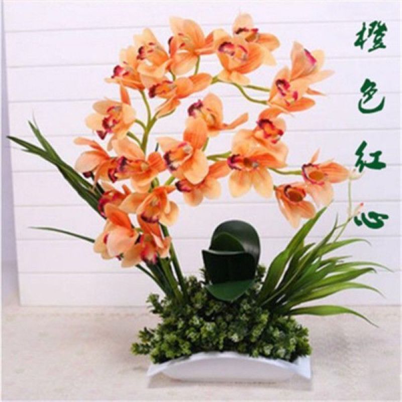 精品大花蝴蝶兰盆栽花苗植物室内花卉绿植盆景观花四季开花好