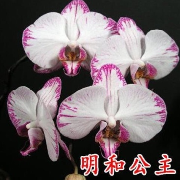 精品大花蝴蝶兰盆栽花苗植物室内花卉绿植盆景观花四季开花好