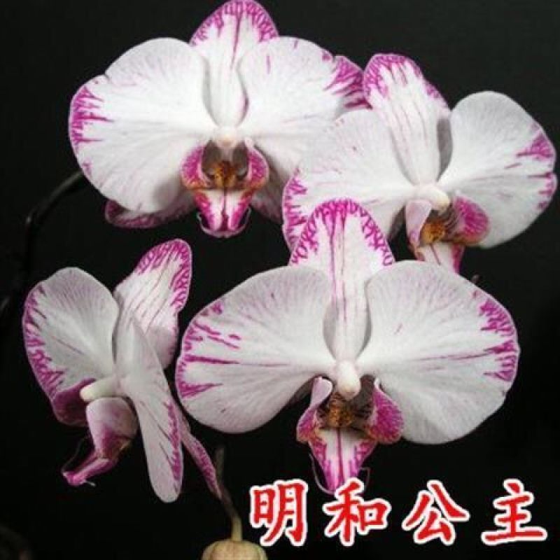 精品大花蝴蝶兰盆栽花苗植物室内花卉绿植盆景观花四季开花好