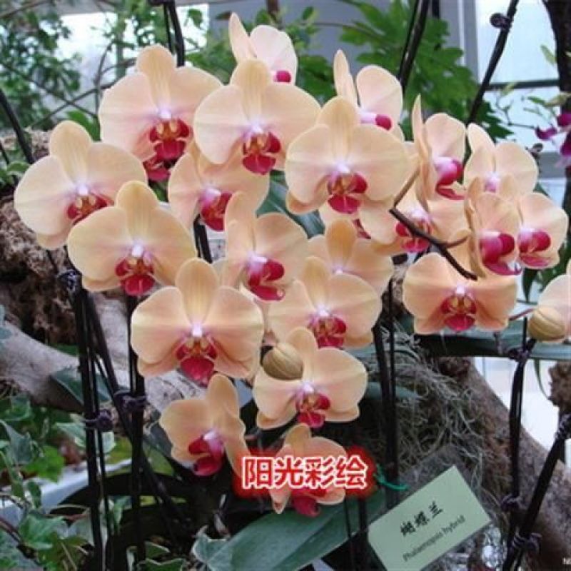 精品大花蝴蝶兰盆栽花苗植物室内花卉绿植盆景观花四季开花好