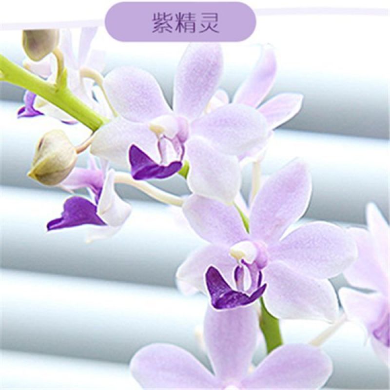 精品大花蝴蝶兰盆栽花苗植物室内花卉绿植盆景观花四季开花好