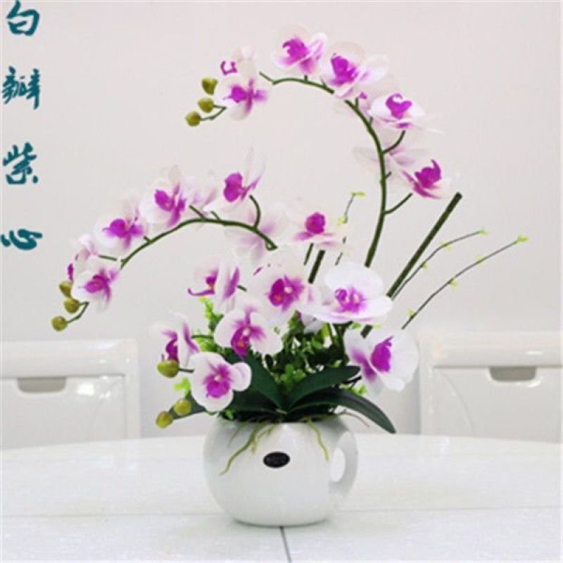 精品大花蝴蝶兰盆栽花苗植物室内花卉绿植盆景观花四季开花好