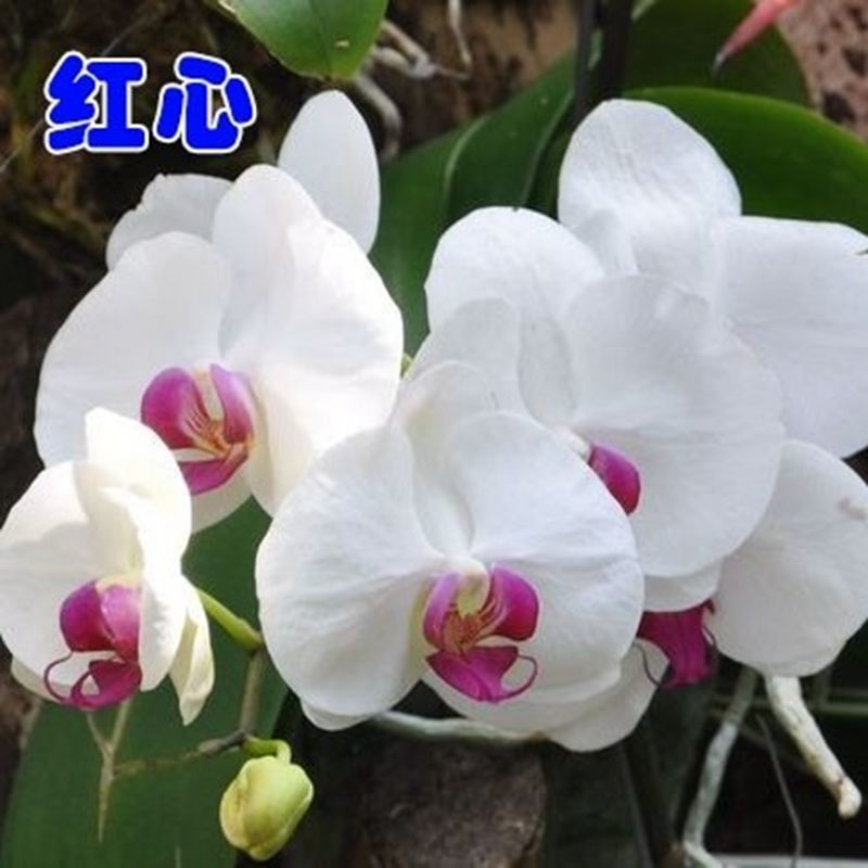 精品大花蝴蝶兰盆栽花苗植物室内花卉绿植盆景观花四季开花好