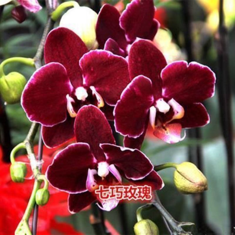 精品大花蝴蝶兰盆栽花苗植物室内花卉绿植盆景观花四季开花好