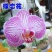 精品大花蝴蝶兰盆栽花苗植物室内花卉绿植盆景观花四季开花好