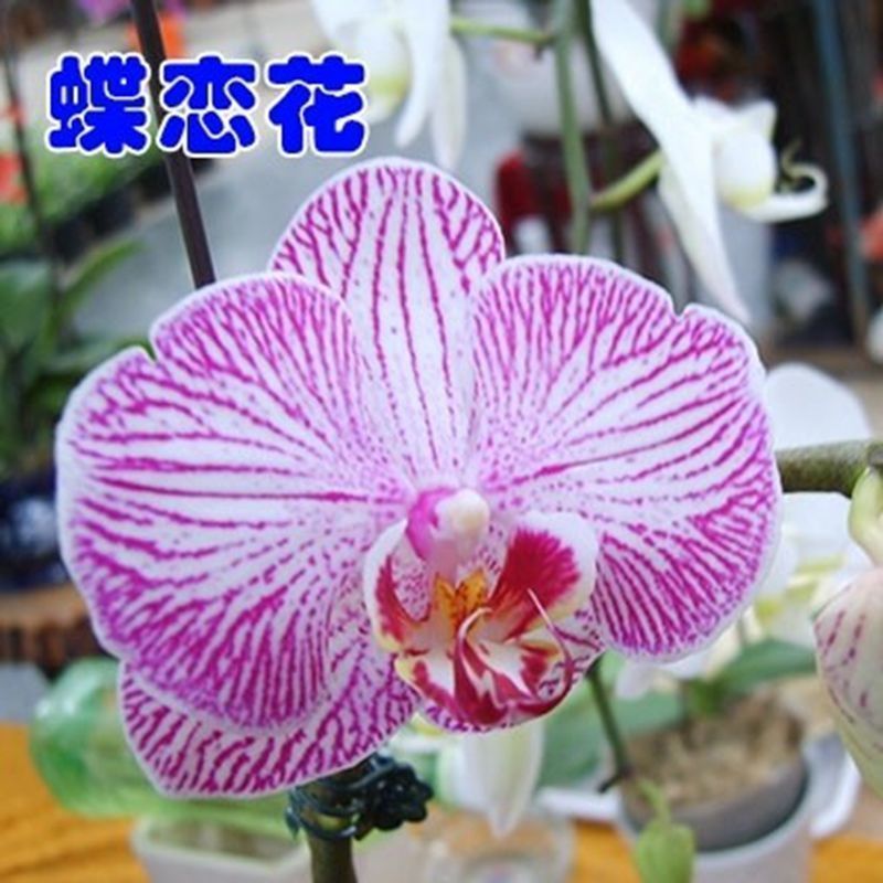 精品大花蝴蝶兰盆栽花苗植物室内花卉绿植盆景观花四季开花好