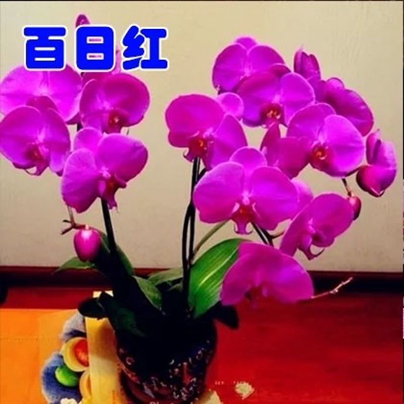 精品大花蝴蝶兰盆栽花苗植物室内花卉绿植盆景观花四季开花好