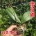 精品大花蝴蝶兰盆栽花苗植物室内花卉绿植盆景观花四季开花好