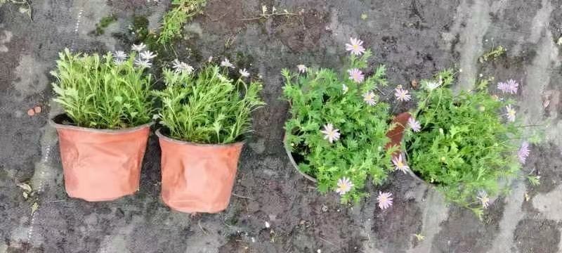 四川成都温江区苗圃基地货源充足诚信经营姬小菊质量保证欢迎