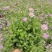 四川成都温江区苗圃基地货源充足诚信经营姬小菊质量保证欢迎
