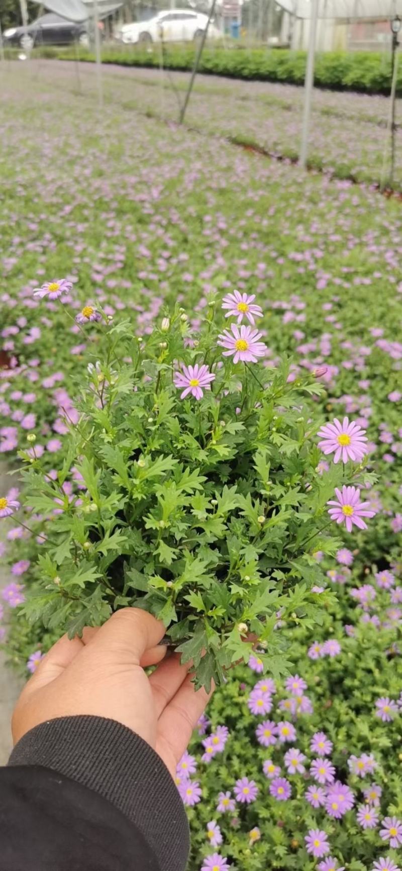 四川成都温江区苗圃基地货源充足诚信经营姬小菊质量保证欢迎